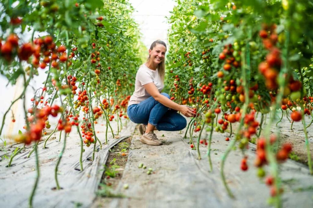 Organic Pest Control for Tomato Farming