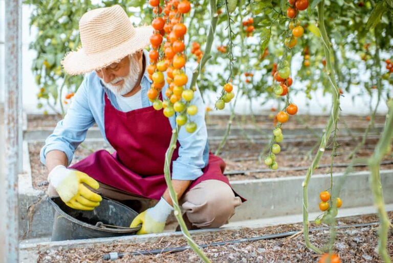 Organic Pest Control for Tomato Farming